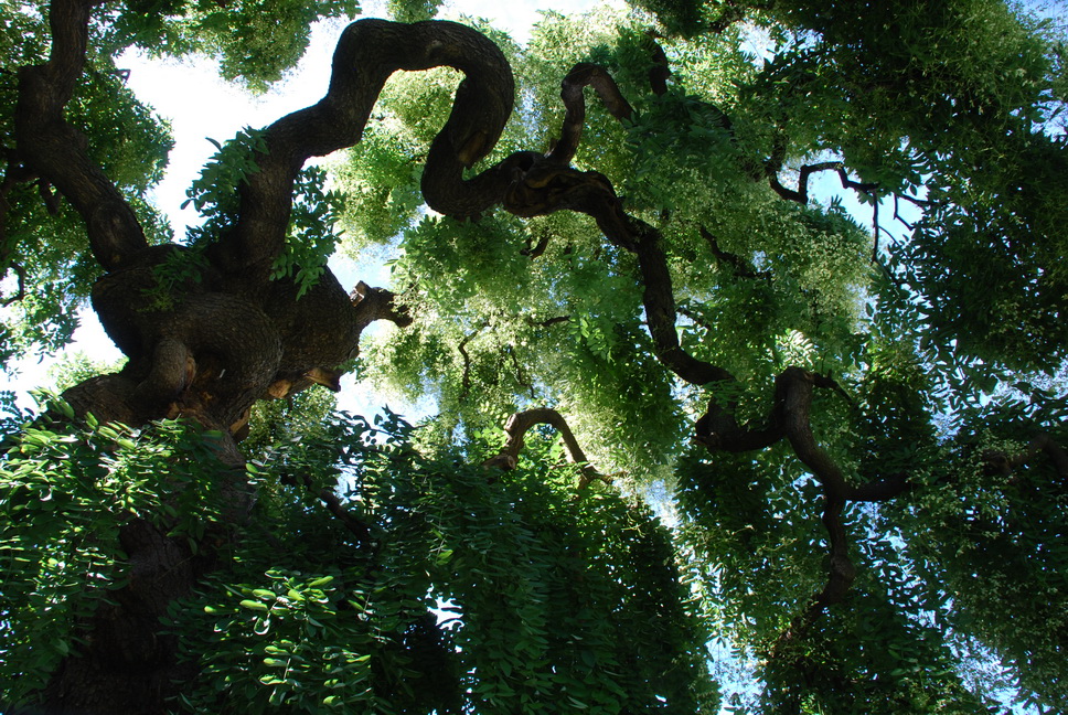 Orto Botanico_134.JPG - SOPHORA JAPONICA PENDULA